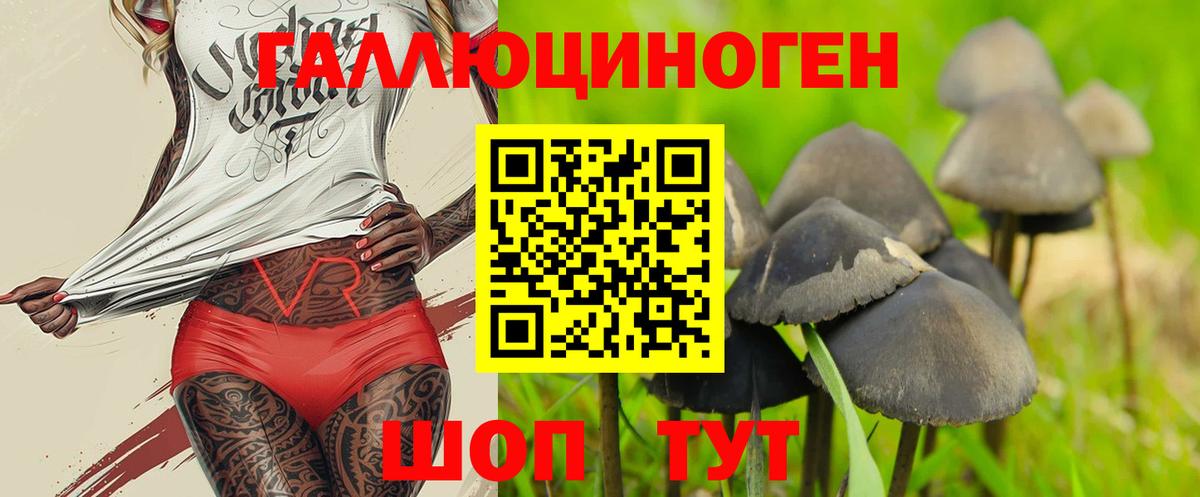 Псилоцибиновые грибы Psilocybe Дагестанские Огни